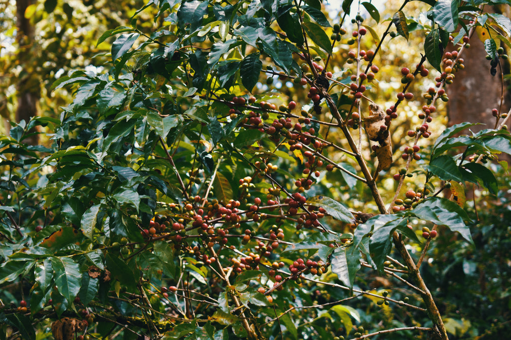 Ethiopia Keffa 4oz
