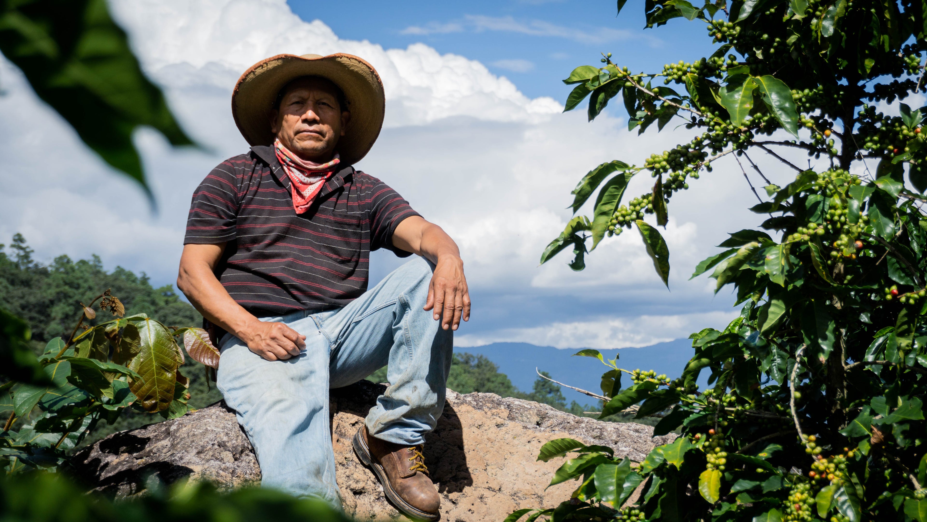 Guatemala Lote Magnolia