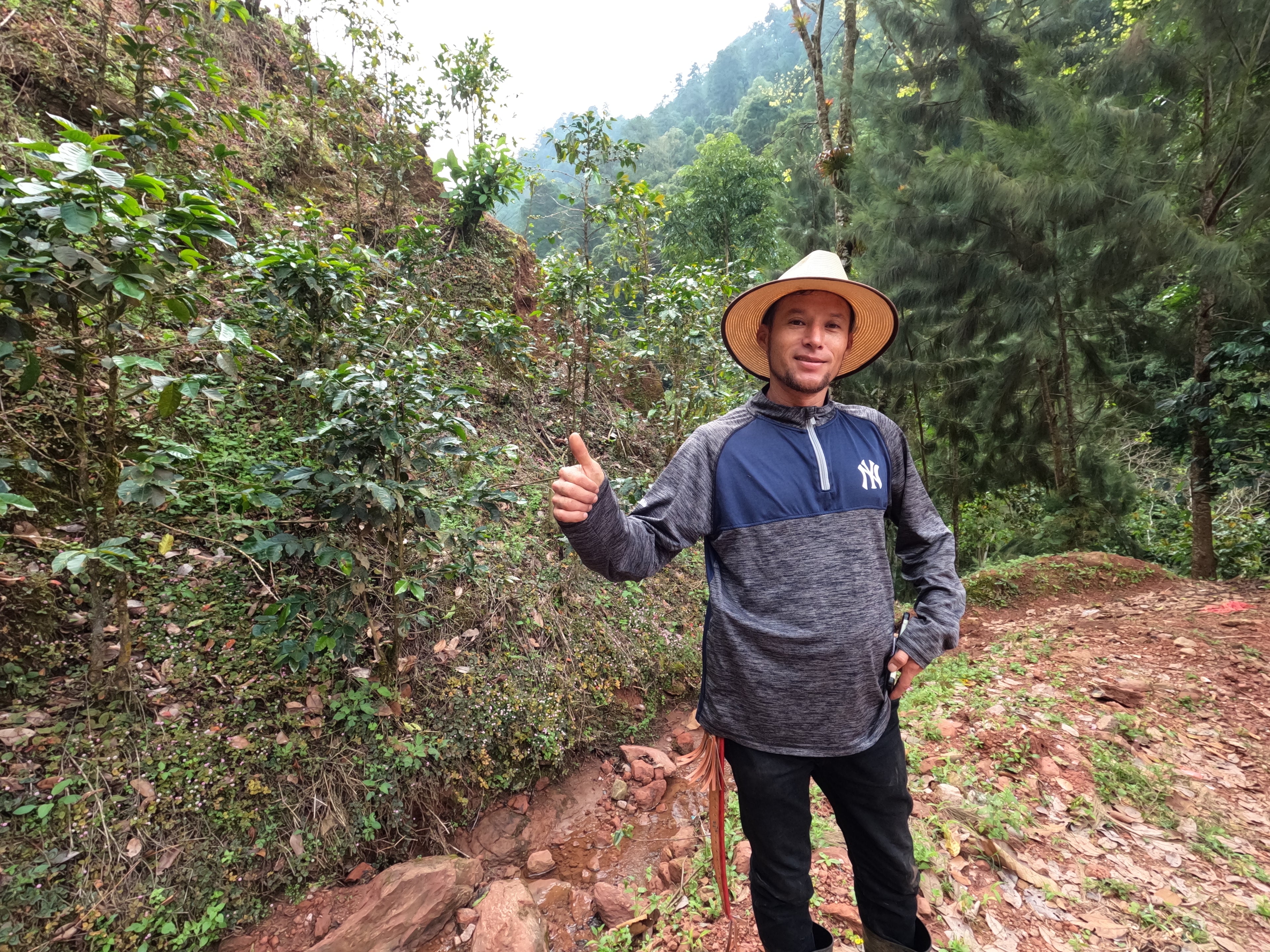 Guatemala Hoja Blanca