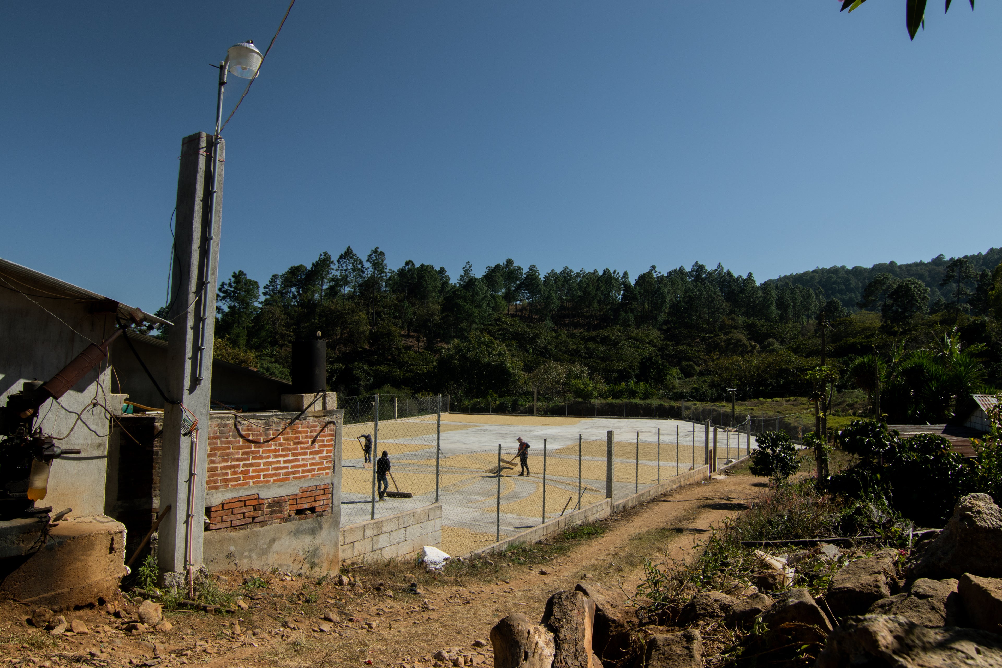 Guatemala Lote Magnolia